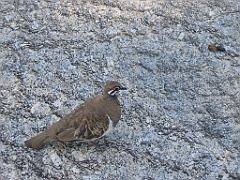 CairnsTC136 Granite Gorge